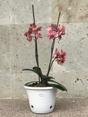 Maceta con orquídea especial 10 de Mayo MEDIANA