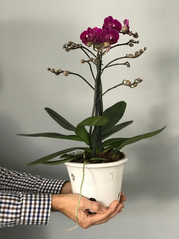 Maceta con orquídea especial 10 de Mayo CHICA