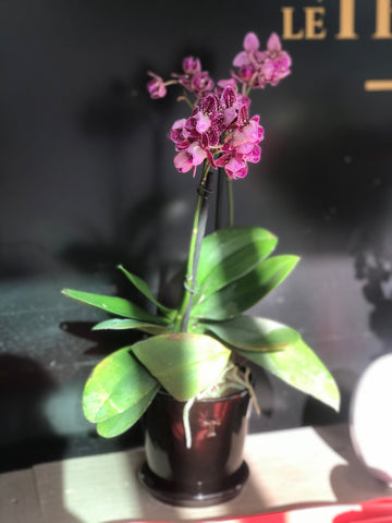 Arreglo de orquídea en maceta vaso 5 negro