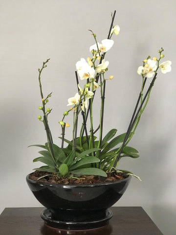 Arreglo de orquídeas gigante