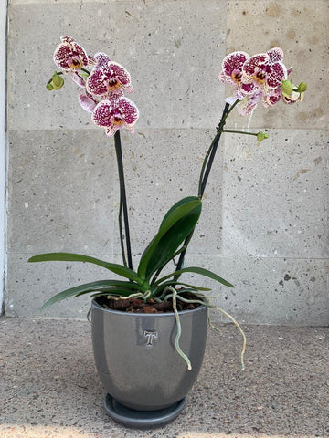 Orquídea grande en maceta gris 8"
