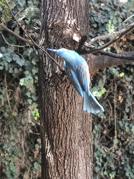 Urraco Cielo para el jardín