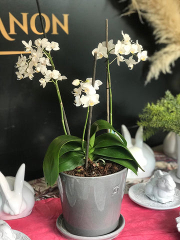 Arreglo de orquídea en maceta de 7.5" gris