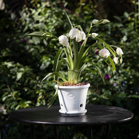 Tina rústica orquídea 6" blanco cristal