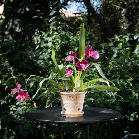 Tina Rústica orquídea 6" terracota avejentada