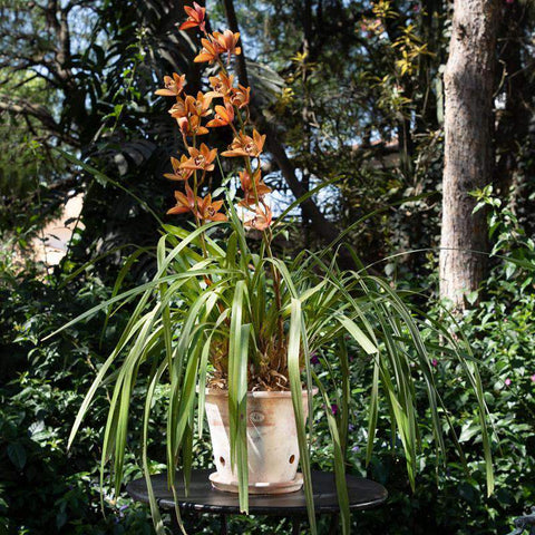Tina rústica orquídea 8" terracota avejentada