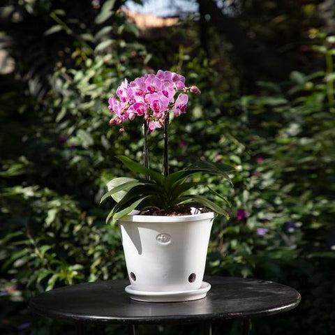 Tina rústica orquídea 10" blanco cristal